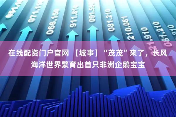在线配资门户官网 【城事】“茂茂”来了，长风海洋世界繁育出首只非洲企鹅宝宝