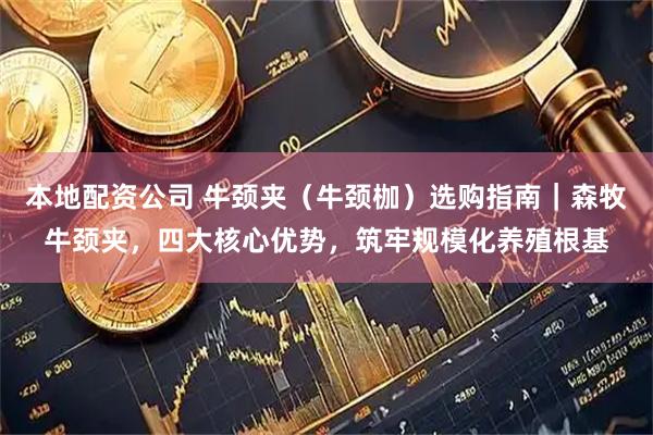 本地配资公司 牛颈夹（牛颈枷）选购指南｜森牧牛颈夹，四大核心优势，筑牢规模化养殖根基